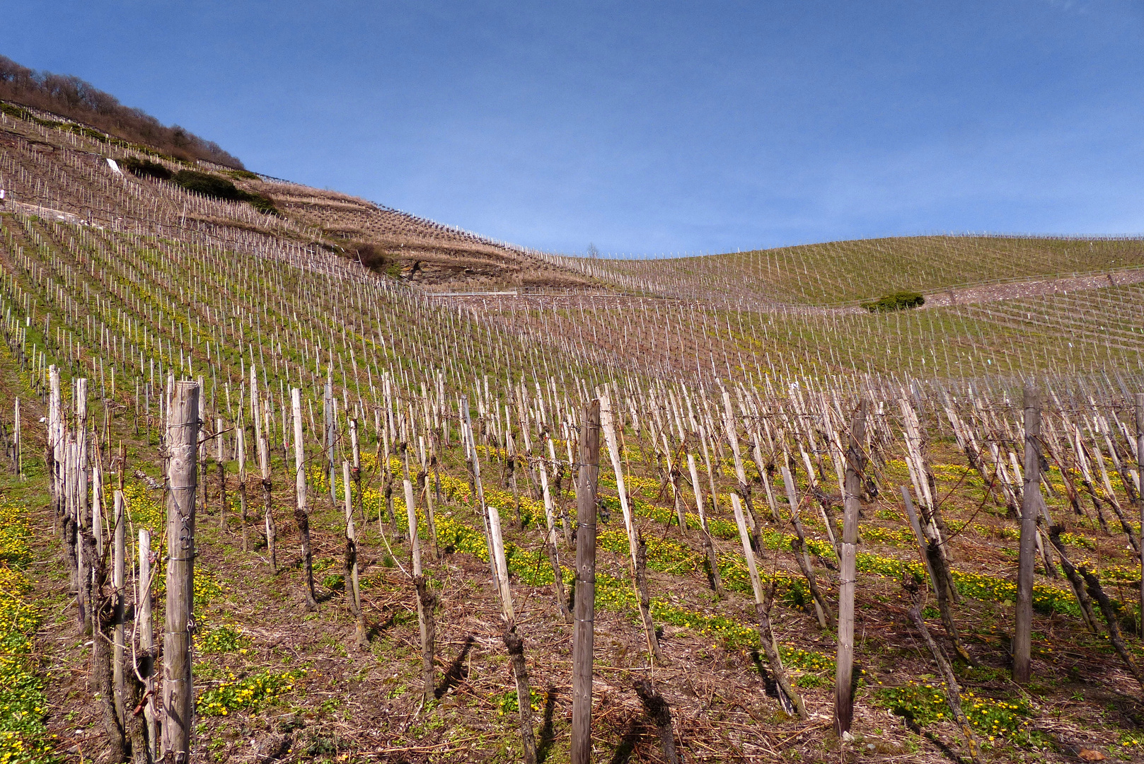 °°°° Frühling im Weinberg °°°°