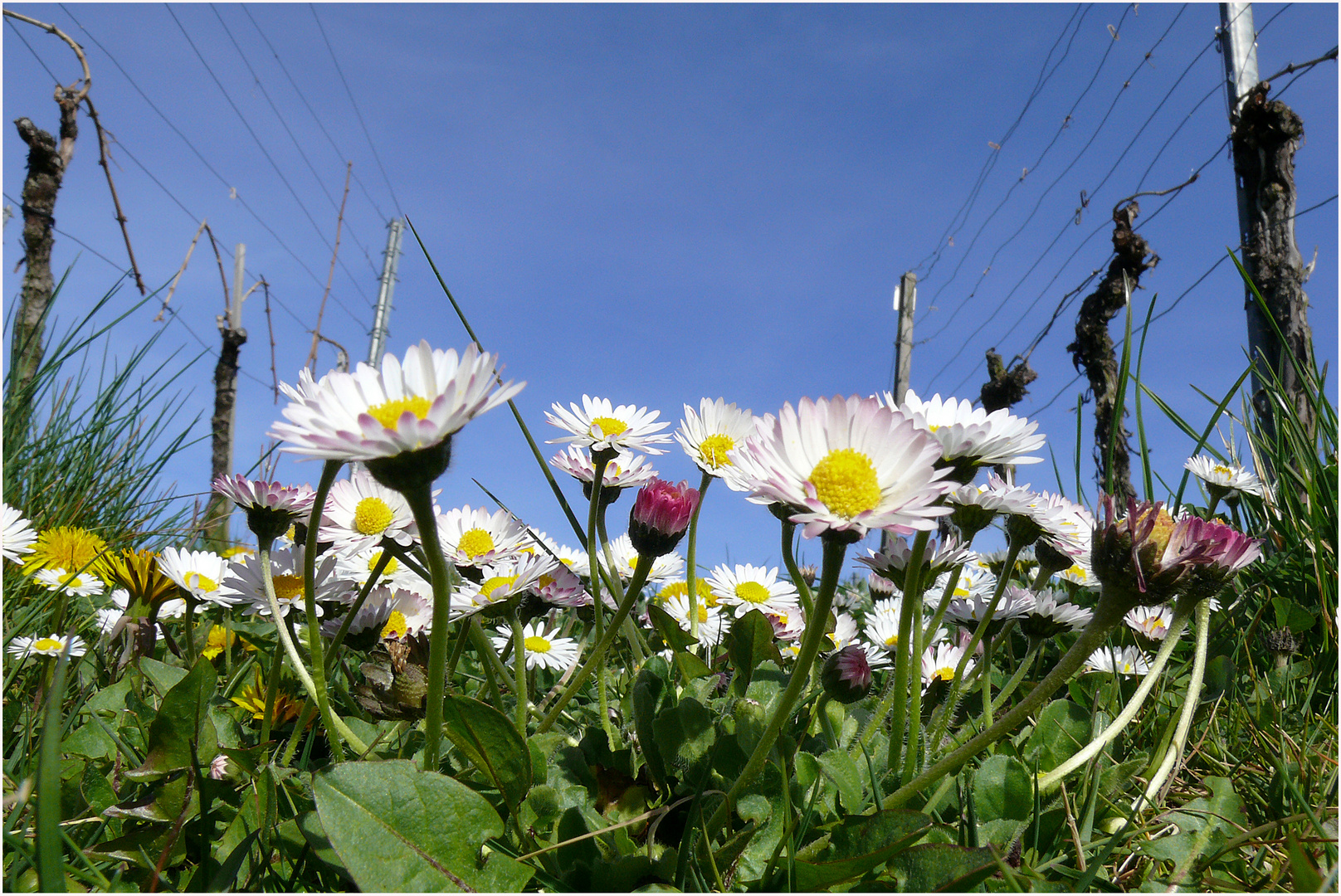 Frühling im Weinberg