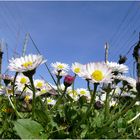 Frühling im Weinberg