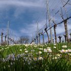 FRÜHLING IM WEINBERG