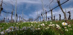 FRÜHLING IM WEINBERG