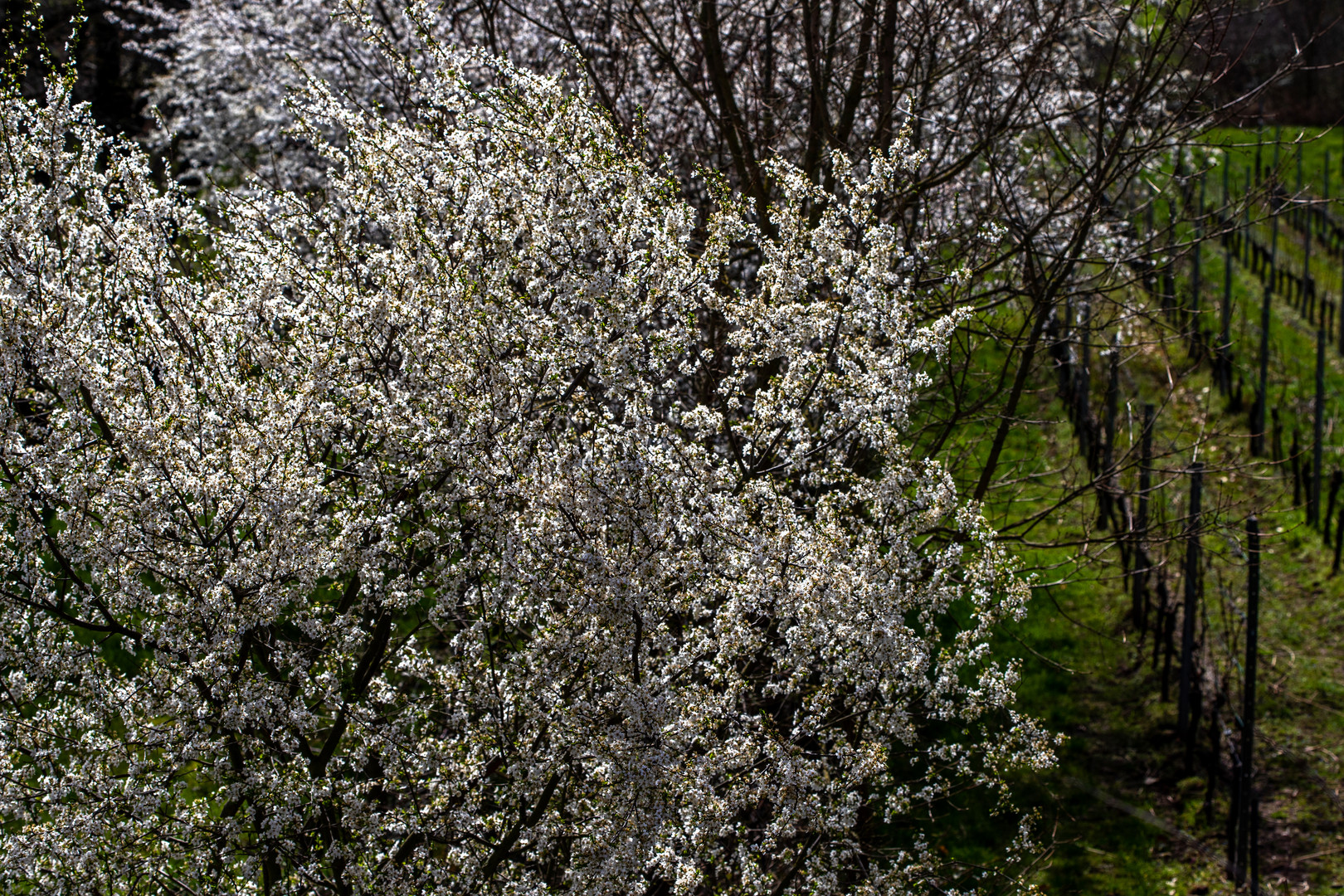 Frühling im Weinberg