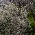 Frühling im Weinberg