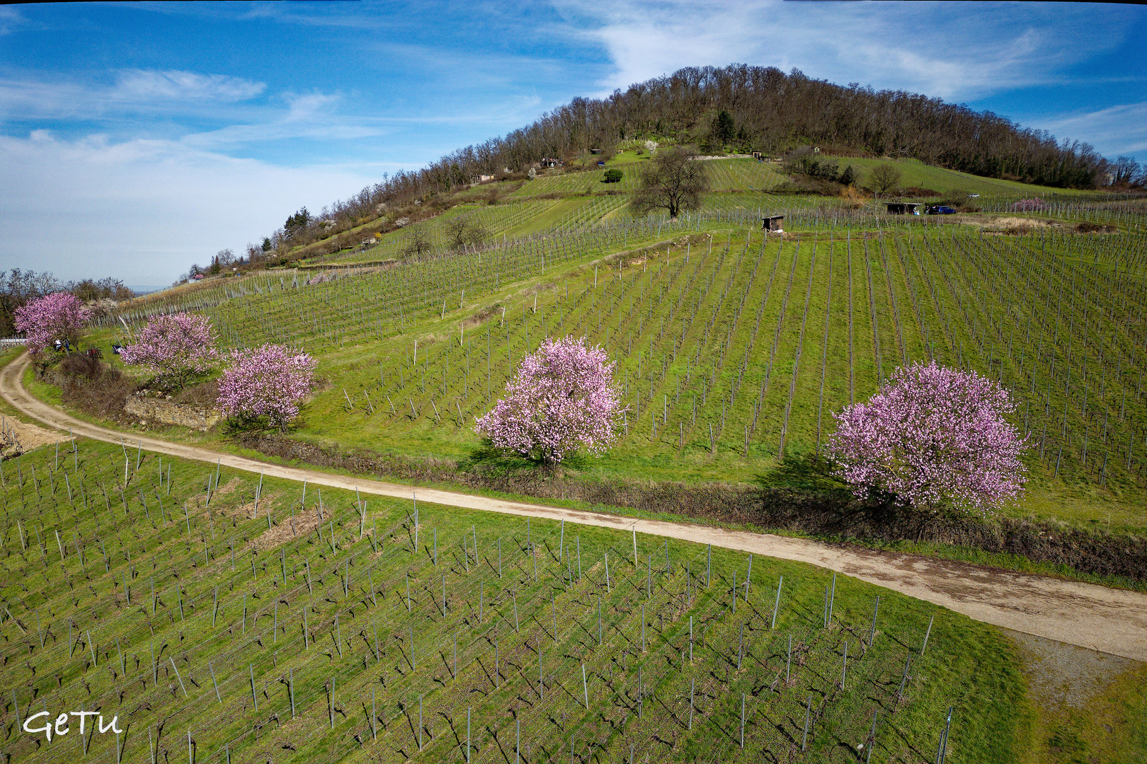 Frühling im Weinberg