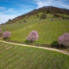 Frühling im Weinberg