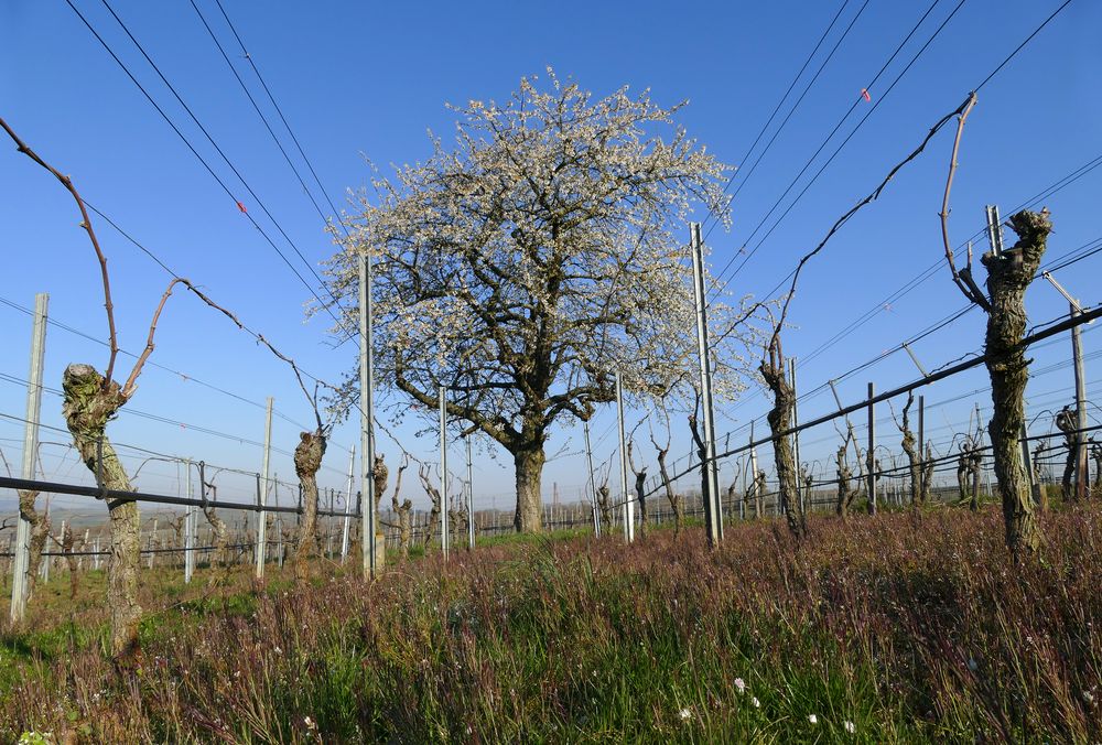 Frühling im Weinberg