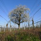 Frühling im Weinberg