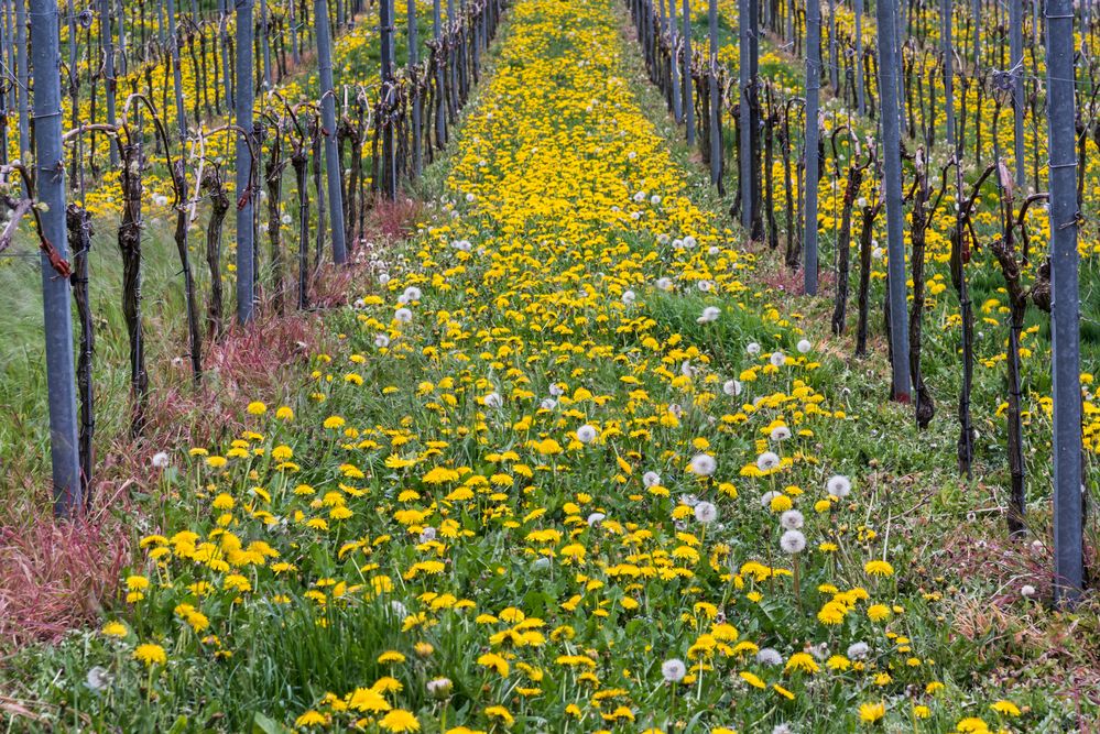 *Frühling im Weinberg*