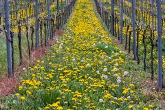 *Frühling im Weinberg*