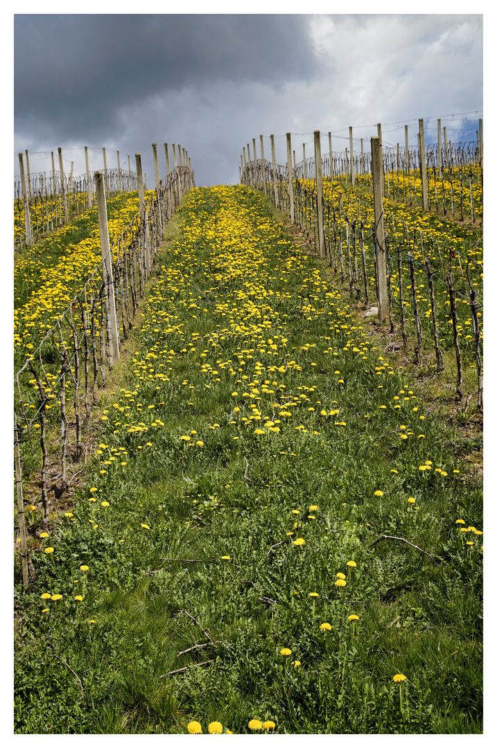 Frühling im Weinberg