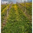 Frühling im Weinberg