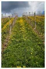 Frühling im Weinberg