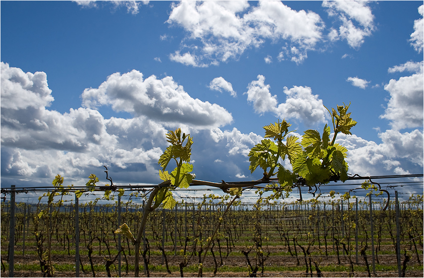 Frühling im Weinberg