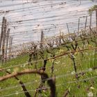 Frühling im Weinberg