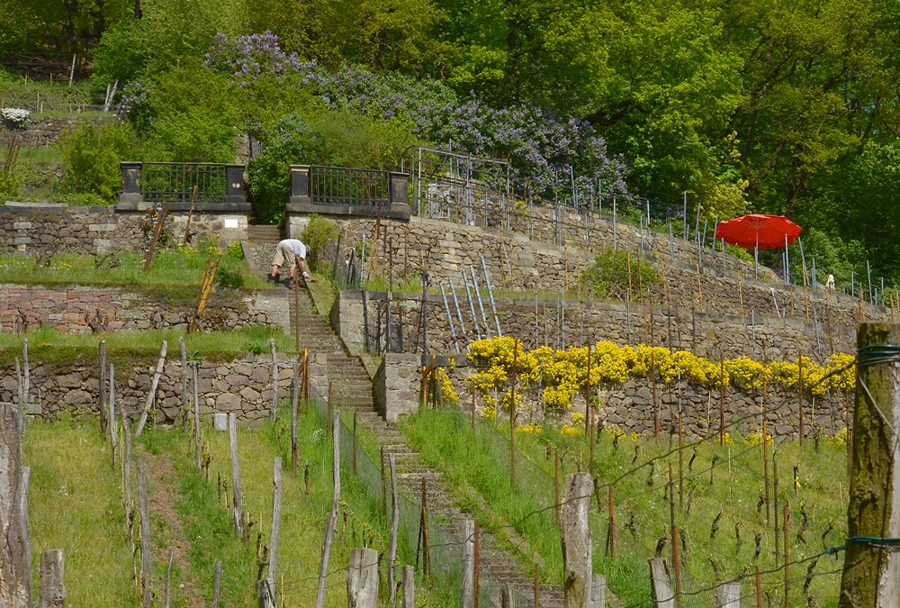 Frühling im Weinberg...