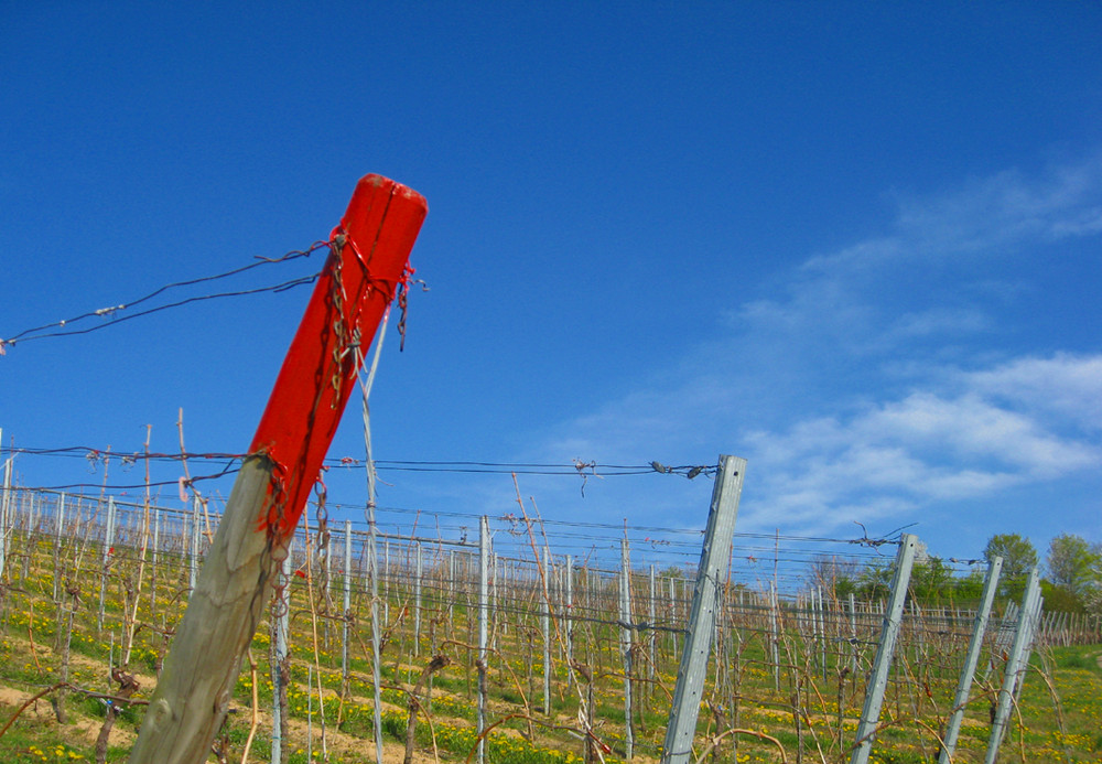 Frühling im Weinberg