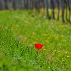 Frühling im Weinberg