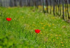 Frühling im Weinberg