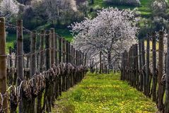 Frühling im Weinberg