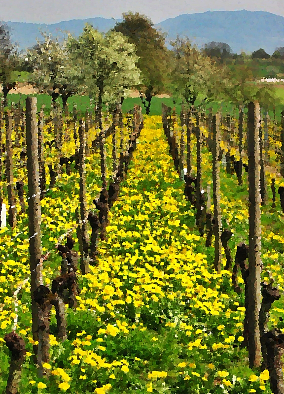 Frühling im Weinberg