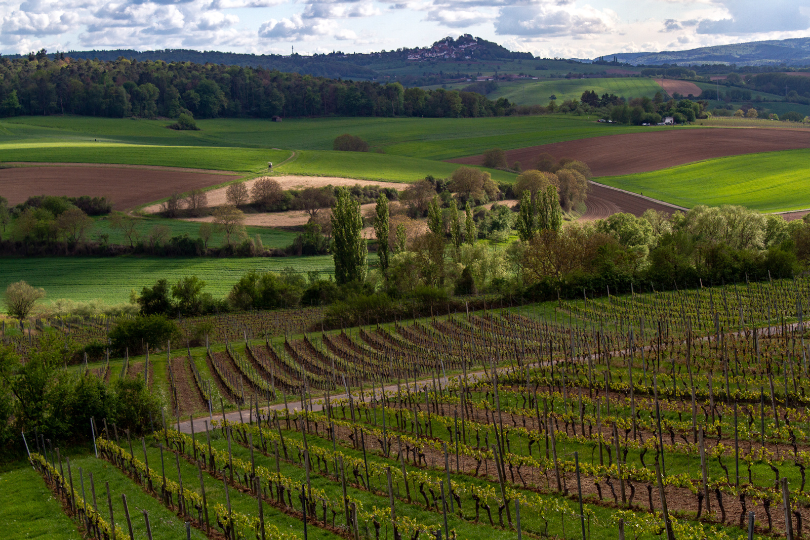 Frühling im Weinberg