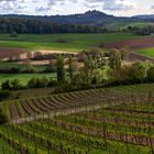 Frühling im Weinberg