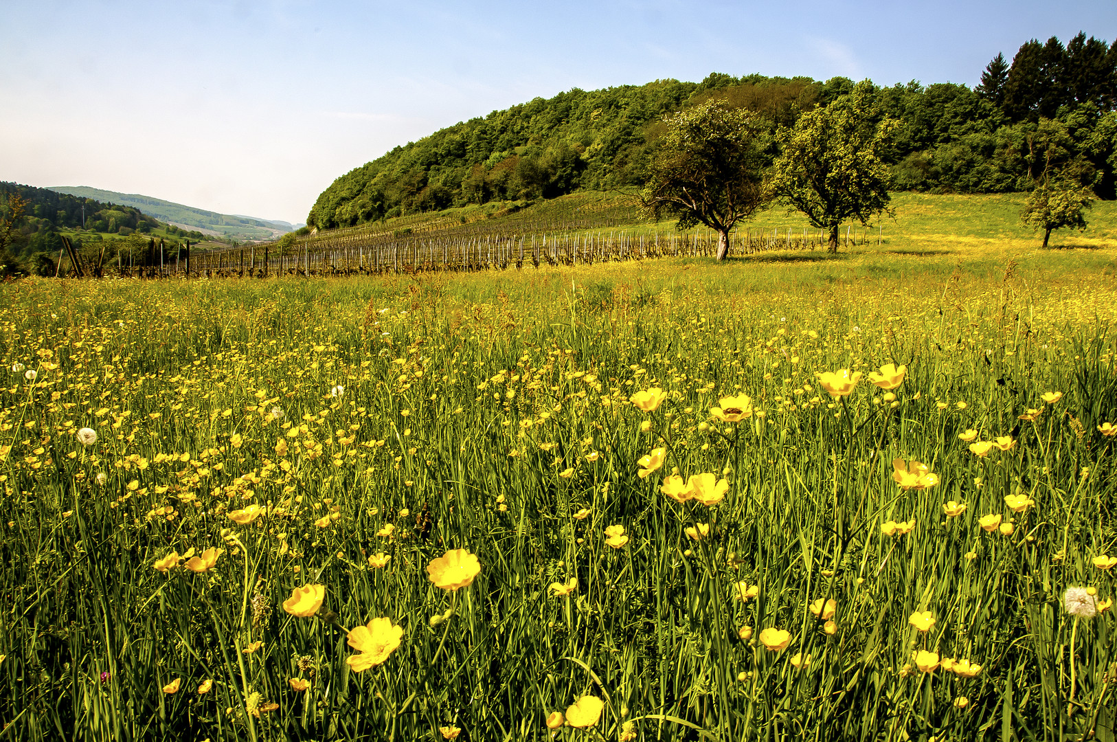 Frühling im Weinberg