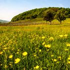 Frühling im Weinberg