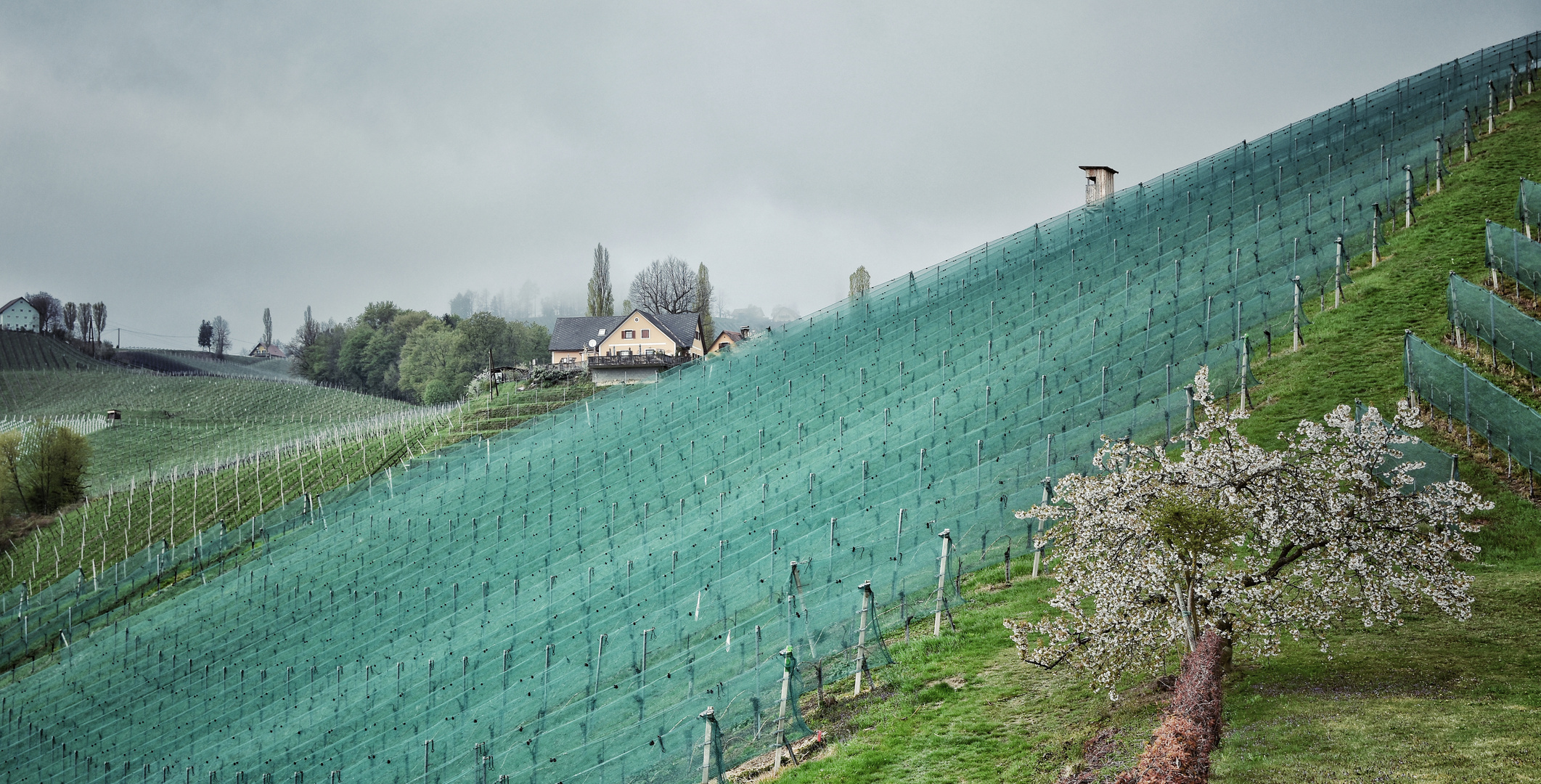 Frühling im Weinberg