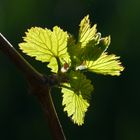 Frühling im Weinberg