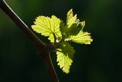 Frühling im Weinberg