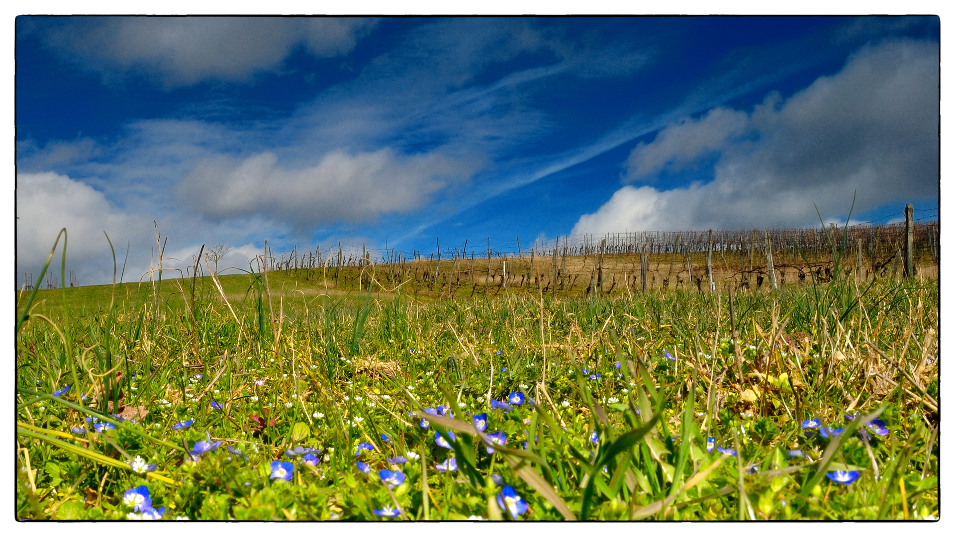 Frühling im Weinberg