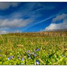 Frühling im Weinberg