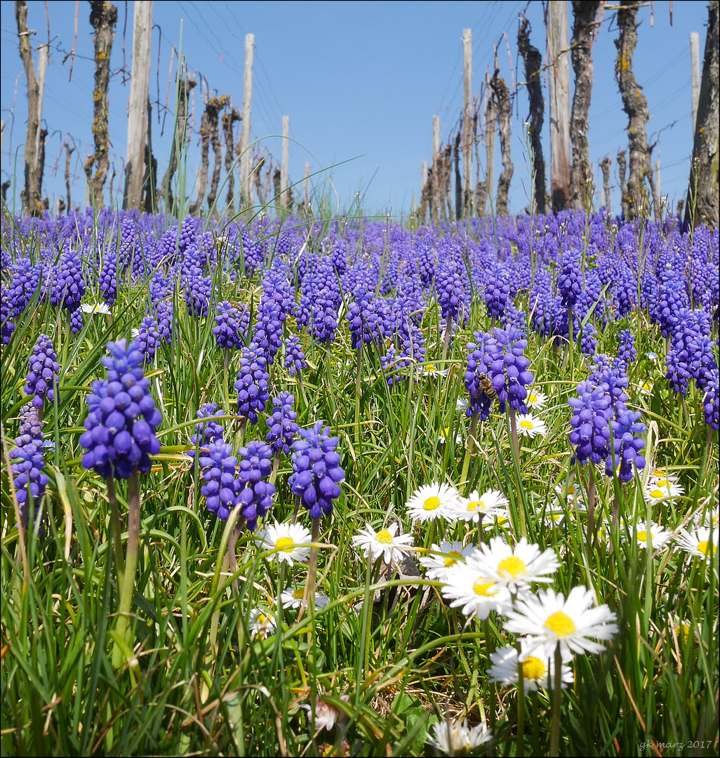 Frühling im Weinberg