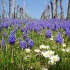 Frühling im Weinberg