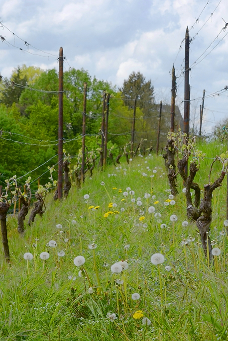 Frühling im Weinberg