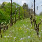 Frühling im Weinberg