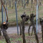 Frühling im Weinberg