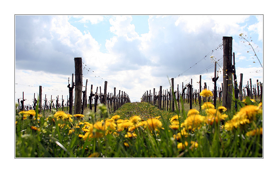 Frühling im Weinberg