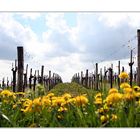 Frühling im Weinberg