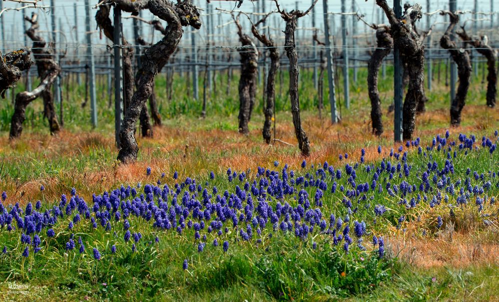 FRÜHLING IM WEINBERG MAINFRANKEN 2023