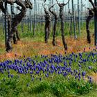 FRÜHLING IM WEINBERG MAINFRANKEN 2023