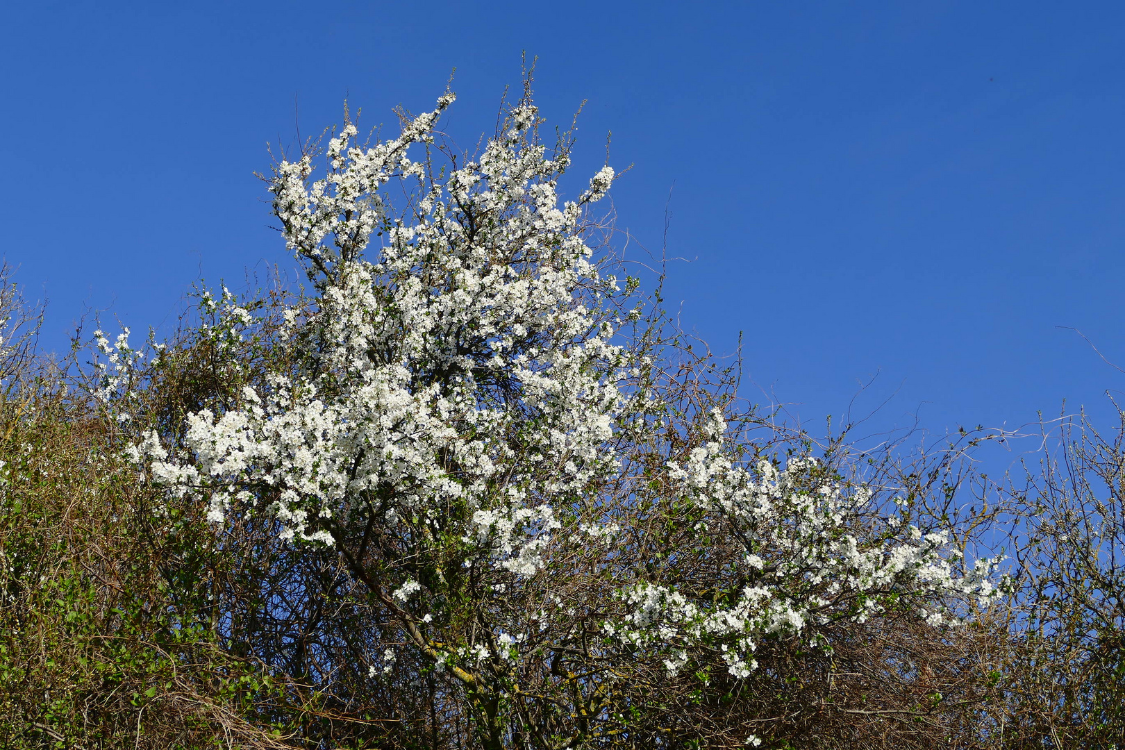 Frühling im Weingarten