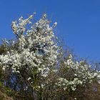 Frühling im Weingarten