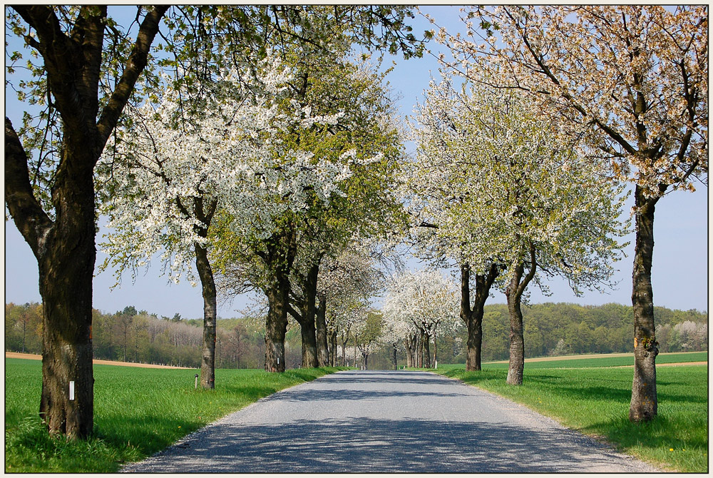 Frühling im Weinviertel - 2-