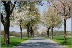 Frühling im Weinviertel - 2-