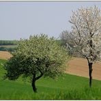 Frühling im Weinviertel - 3 -