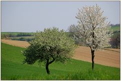 Frühling im Weinviertel - 3 -