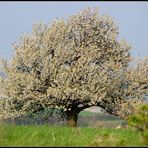 Frühling im Weinviertel -4-