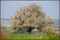 Frühling im Weinviertel -4-